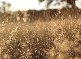 Co to jest ideał rycerza?